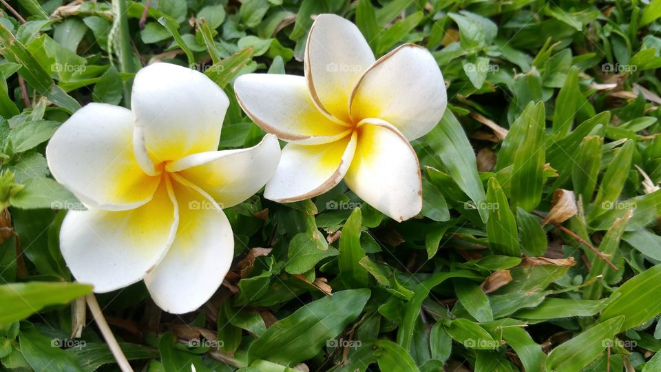 frangipani flower.
Two or twin frangipani flower