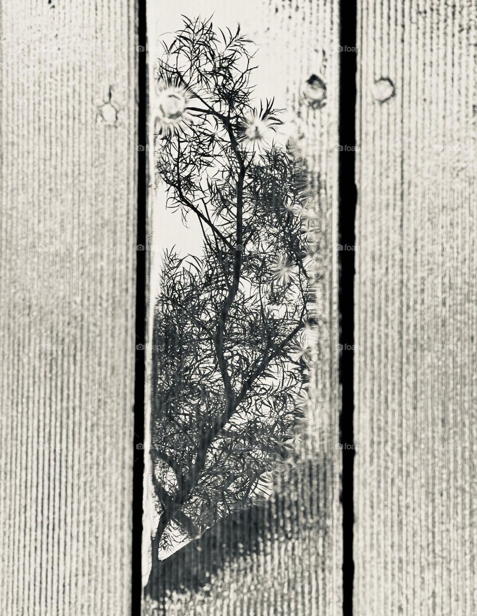 Tree reflection in water