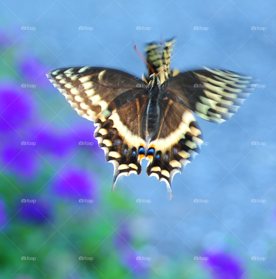 love butterflies mating by lightanddrawing