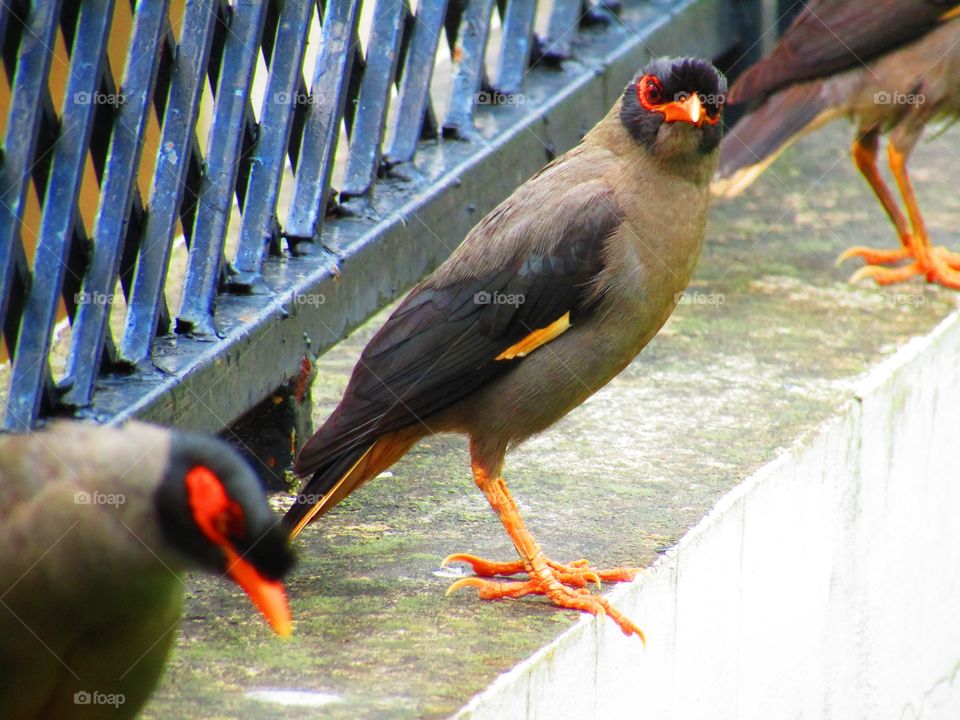 Bank myna (Acridotheres ginginianus) is a myna found in northern parts of South Asia. It is smaller but similar in colouration to the common myna but differs in having a brick red bare skin behind the eye in place of yellow.