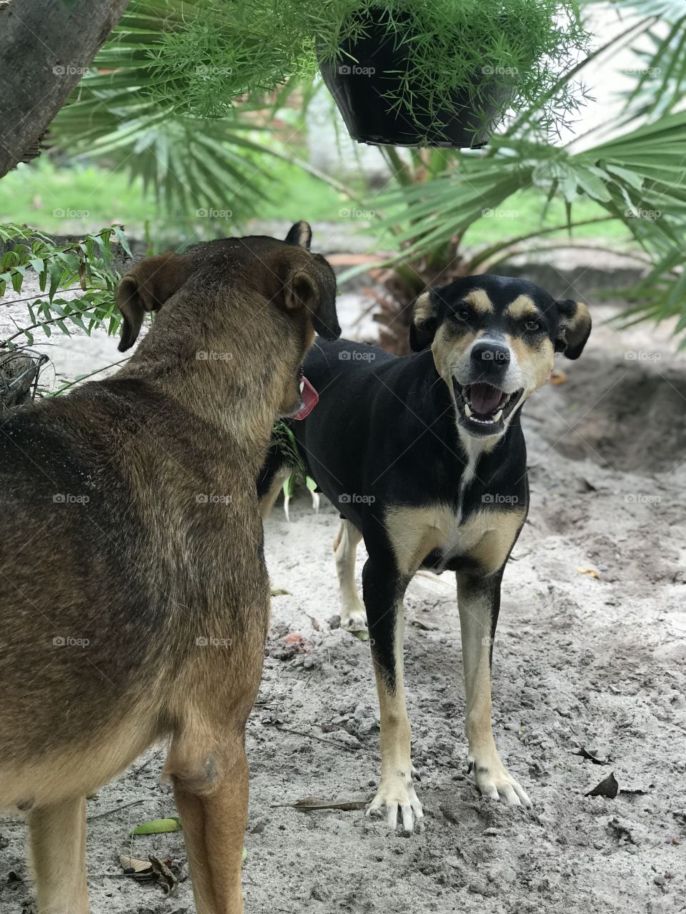 Duas cachorras conversando embaixo de uma árvore no jardim, durante o dia. Uma tem pelagem preta e a outra marrom.