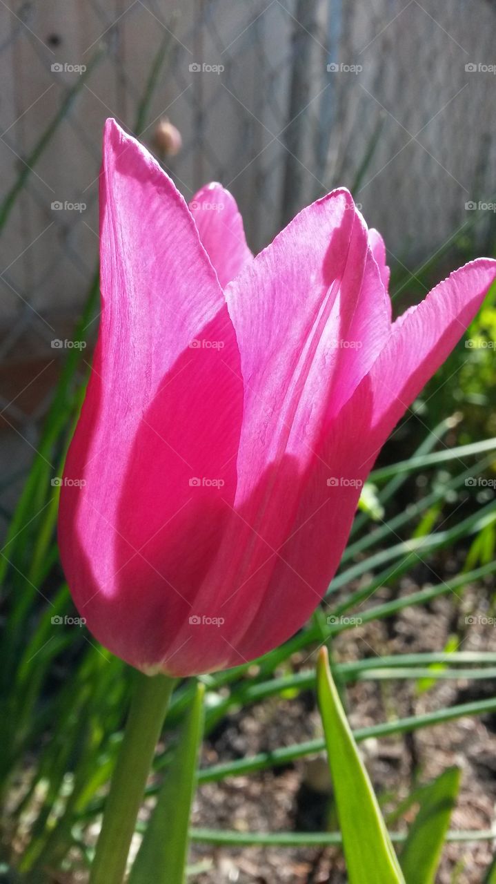 my tulips 2014 
