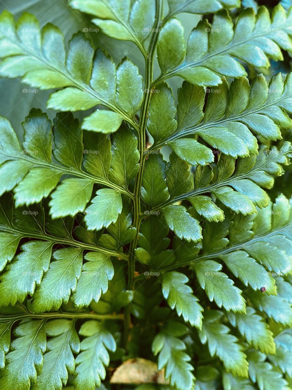 Green leaf