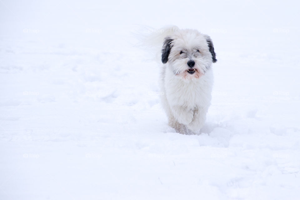 coton du Tulear enjoying the snow and being entirely too cute