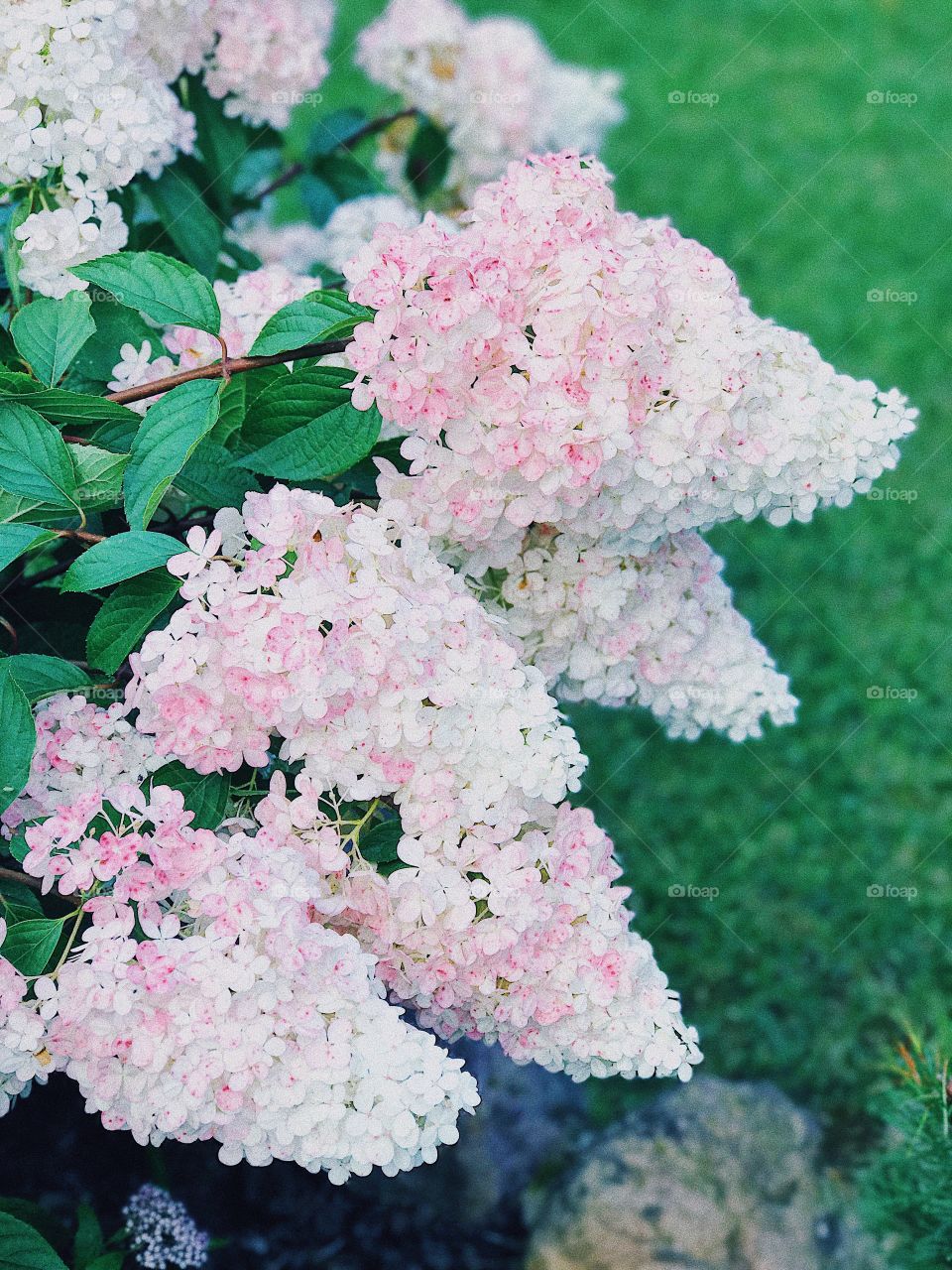 Hydrangea 