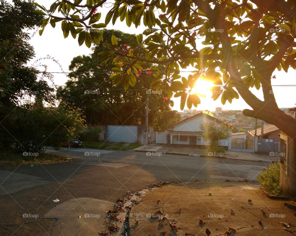 The sunset, the tree and the house