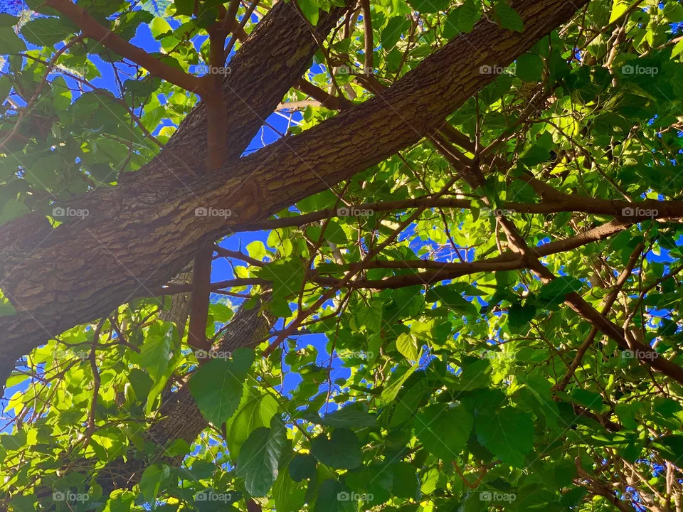 Nature