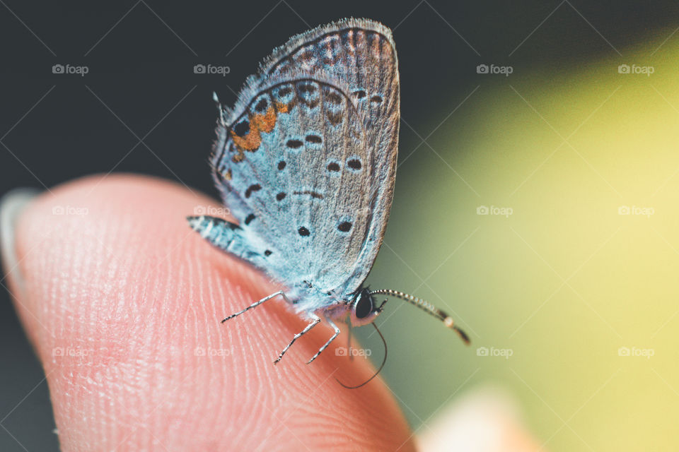 Small Blue Butterfly Perching on a Finger 3