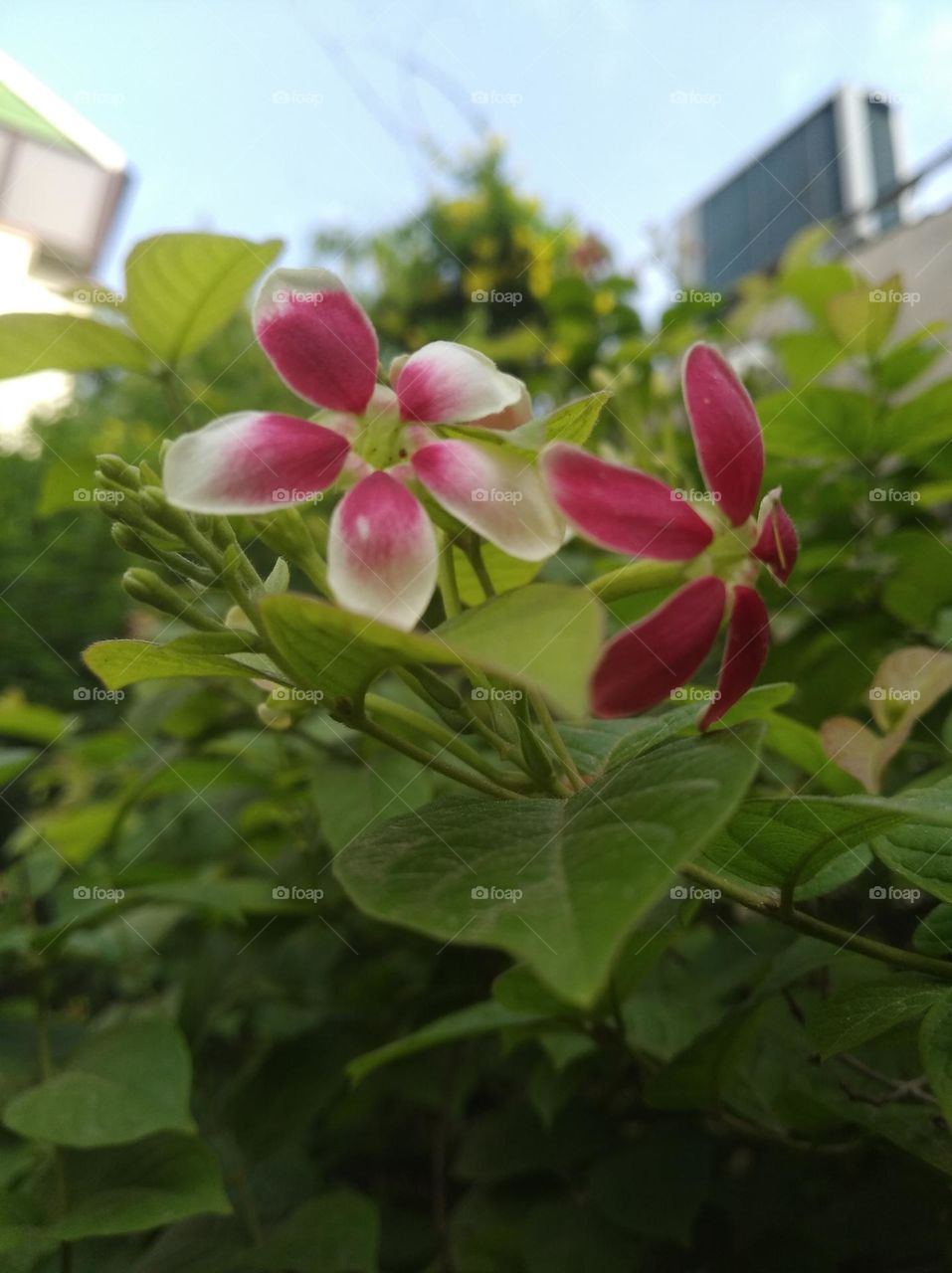 pink flower seasonal fresh shurb small size looks very beautiful generally found everywhere