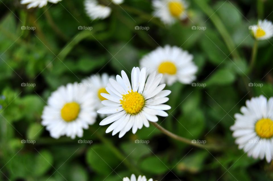 close up photo of daisies