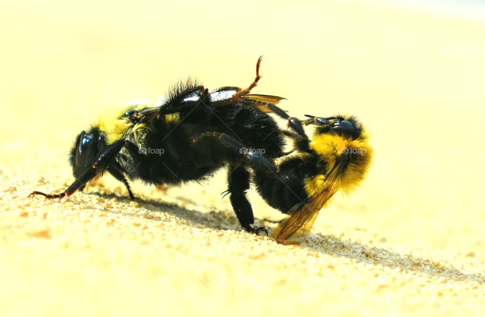 Queen Bee Mating