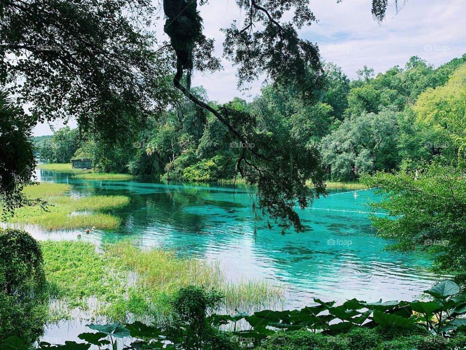 Scenic Shot of Rainbow Springs