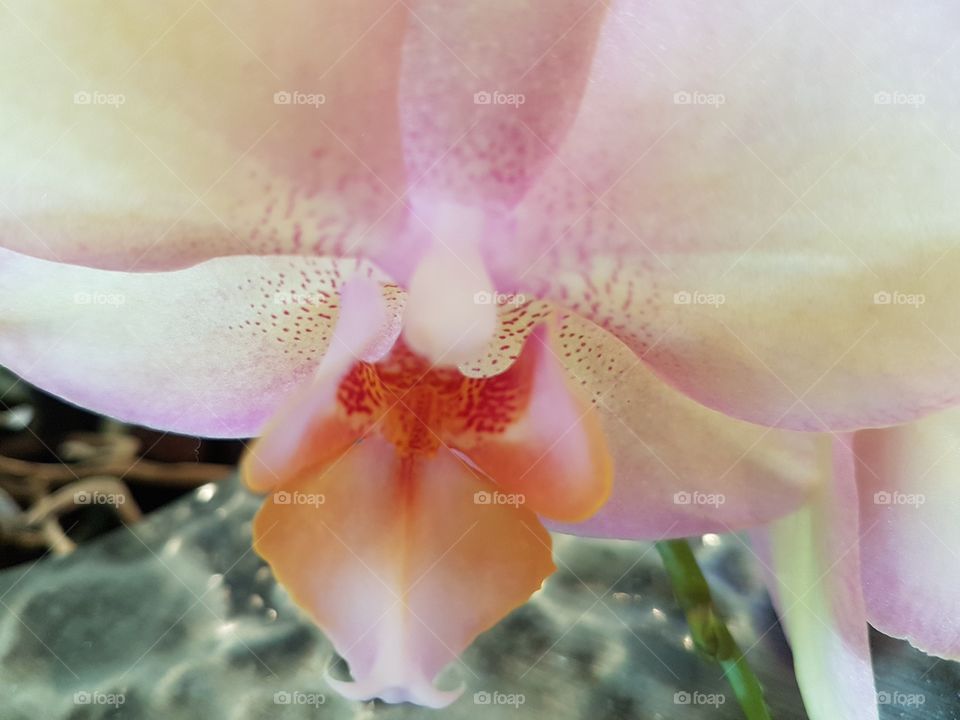 Orchid Flowe