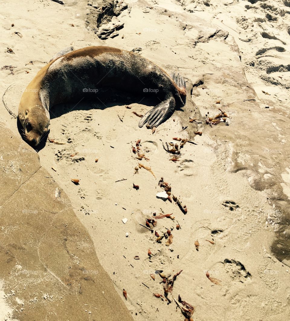 Seal on the San Diego coast