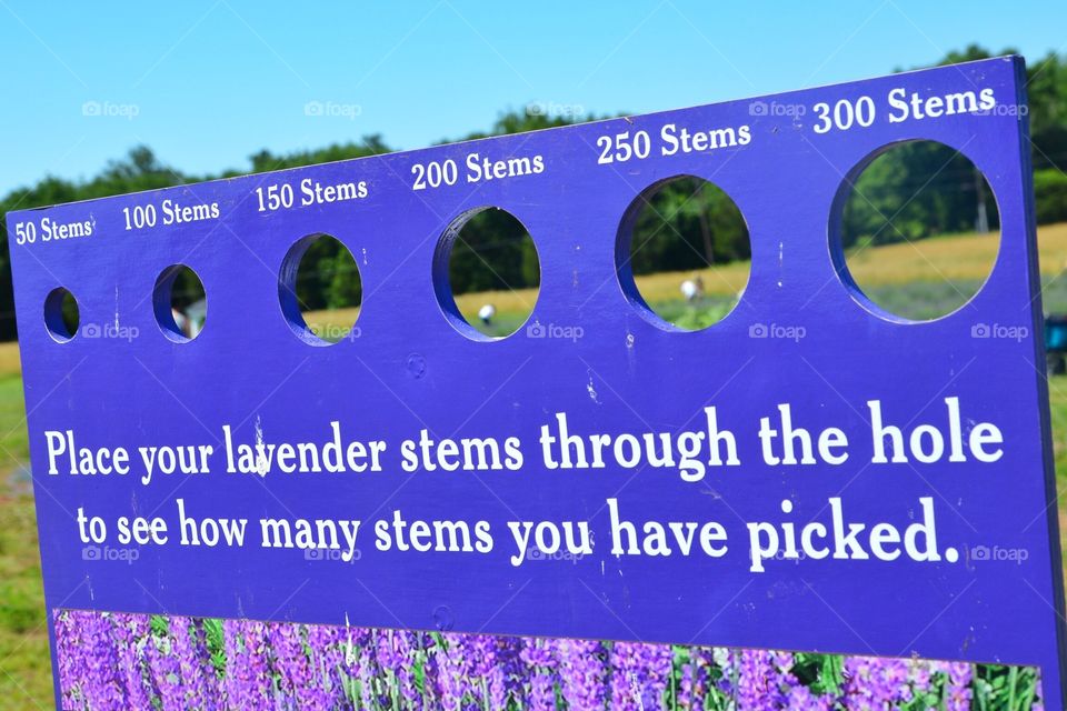 Measuring lavender