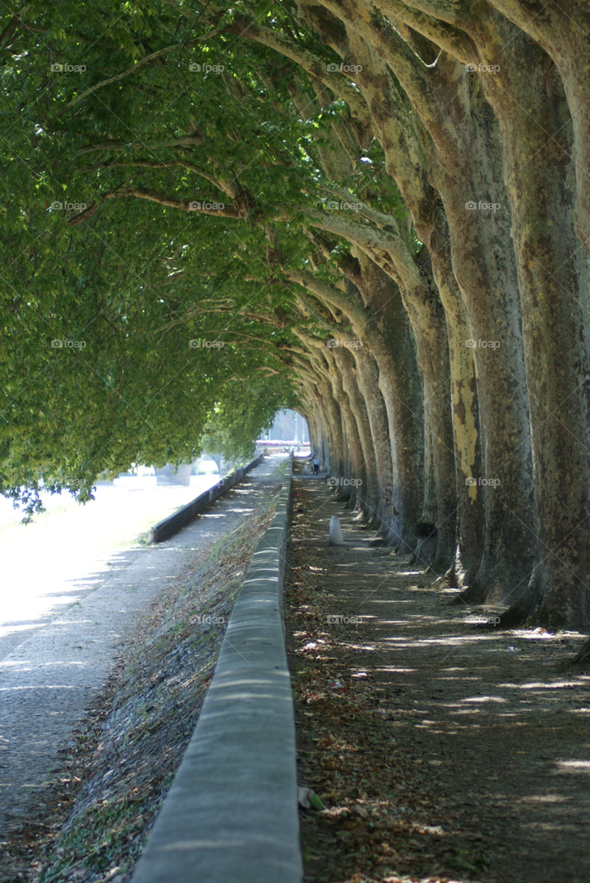 tunnel tree france avenue by Pahars