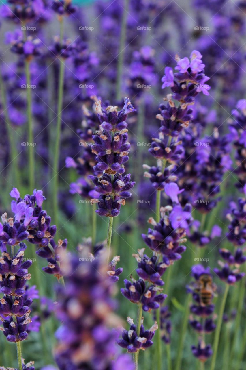 tall purple flowers densely growing catkins