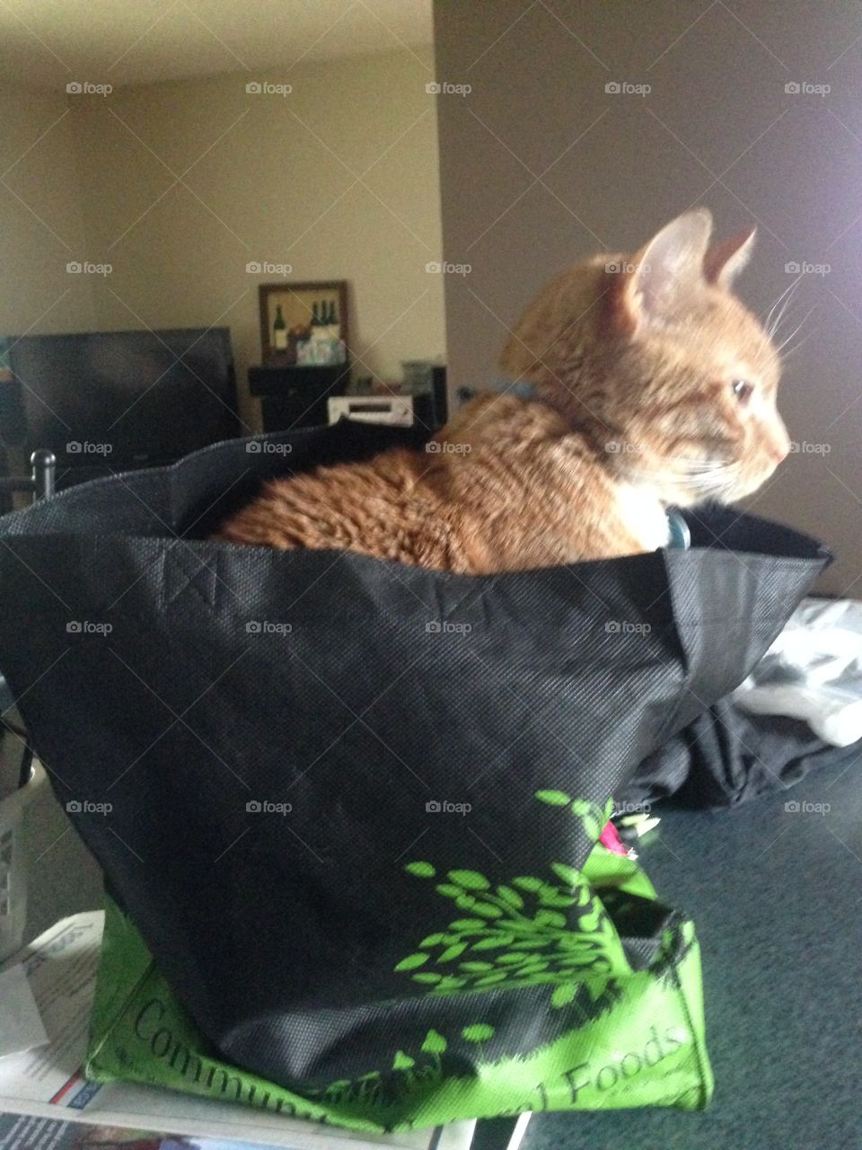 Orange tabby cat in a bag