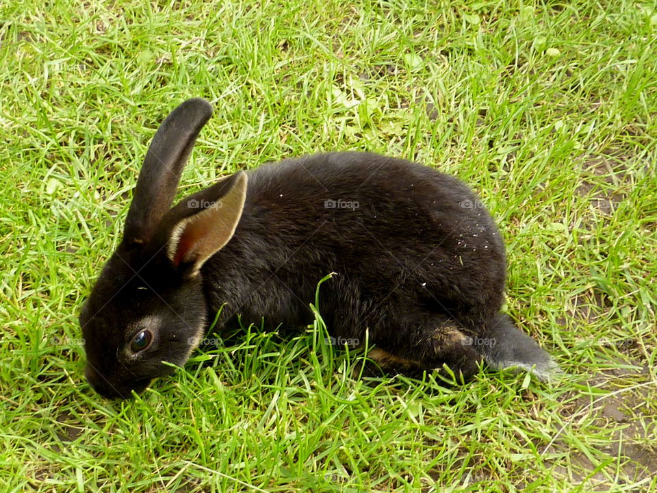 My pet rabbit munching away in the garden