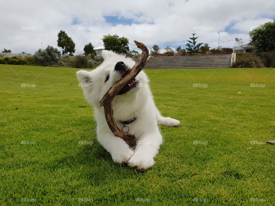 puppy chewing big stick