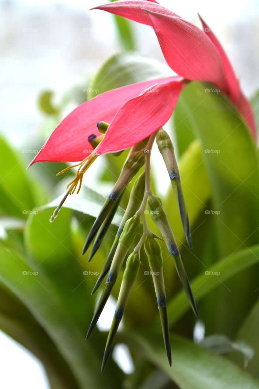 Nature, Leaf, No Person, Flora, Flower