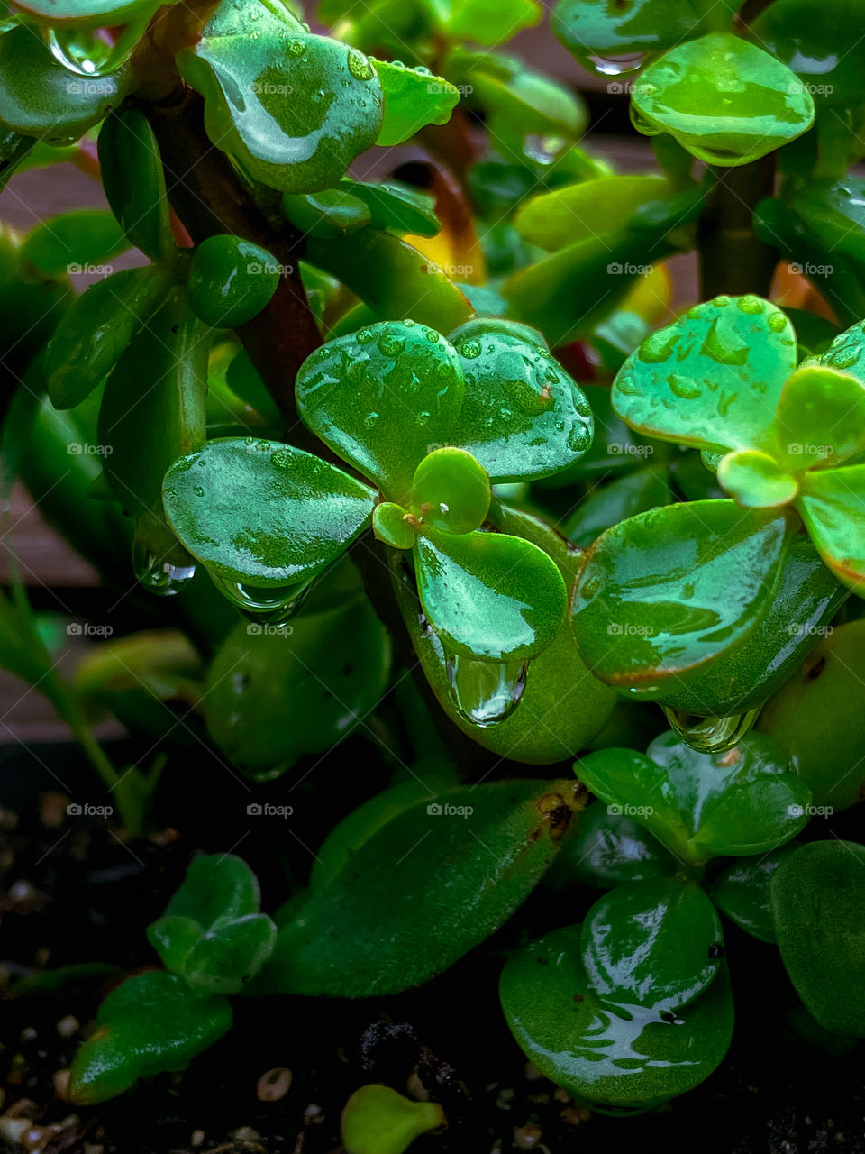 leaf rainfall green raindrops waterdrops droplets wet water rain drop outside nature outdoors elements dew dewdrops plant plants leafs Grass splashes phone photography rubber dewy storm
