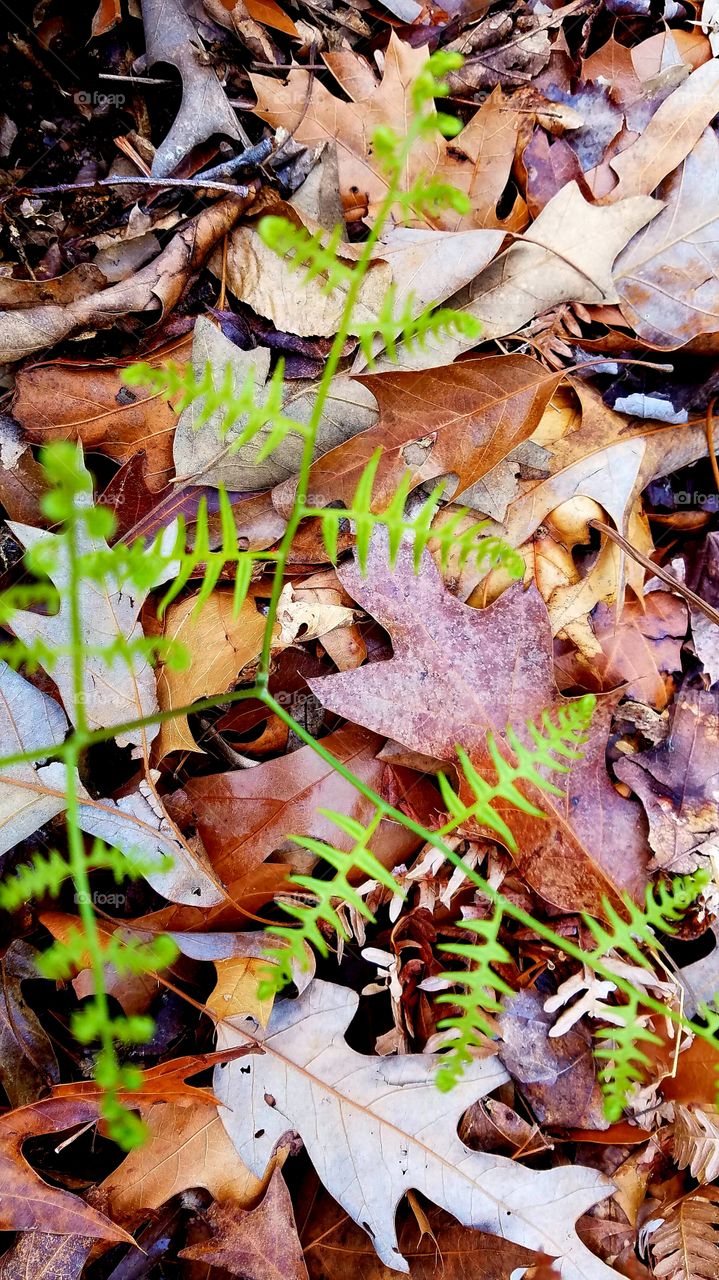 young fern springing fro