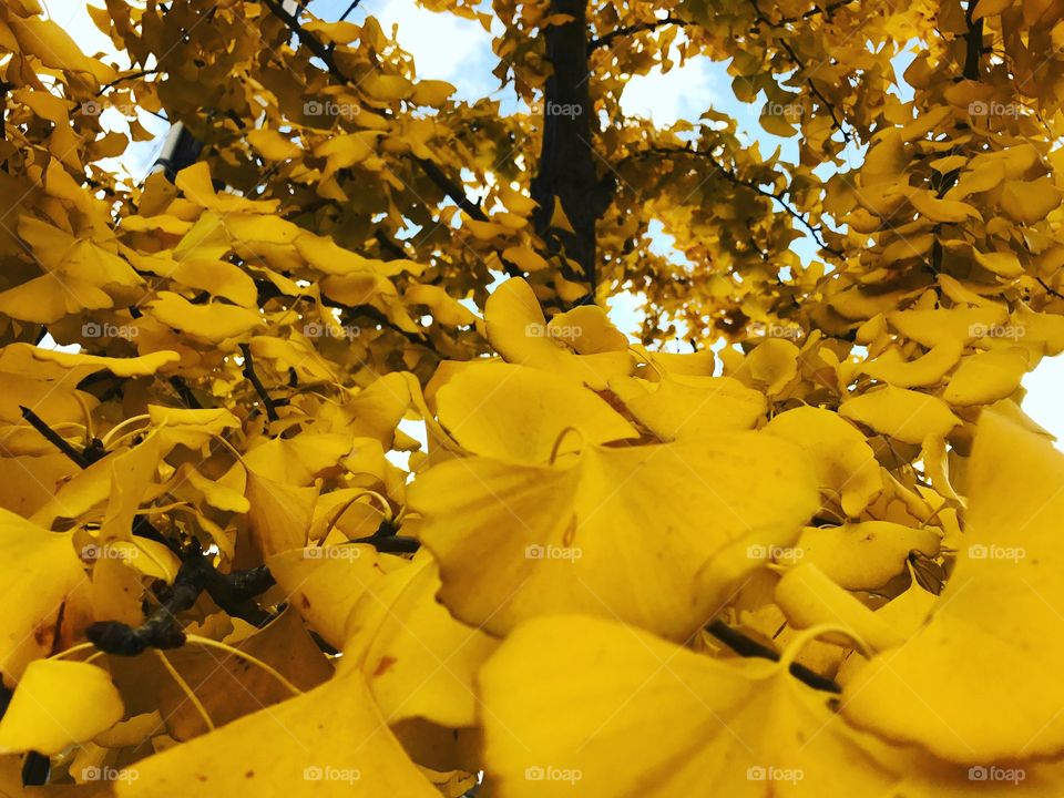 Ginkgo 1