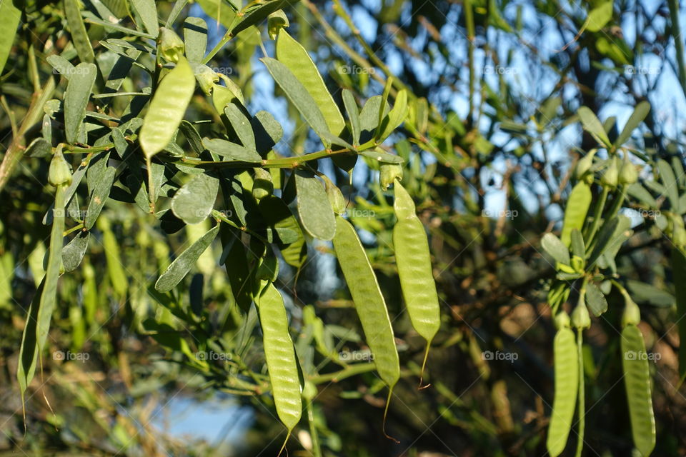 The tree has many pods which looks like peas.