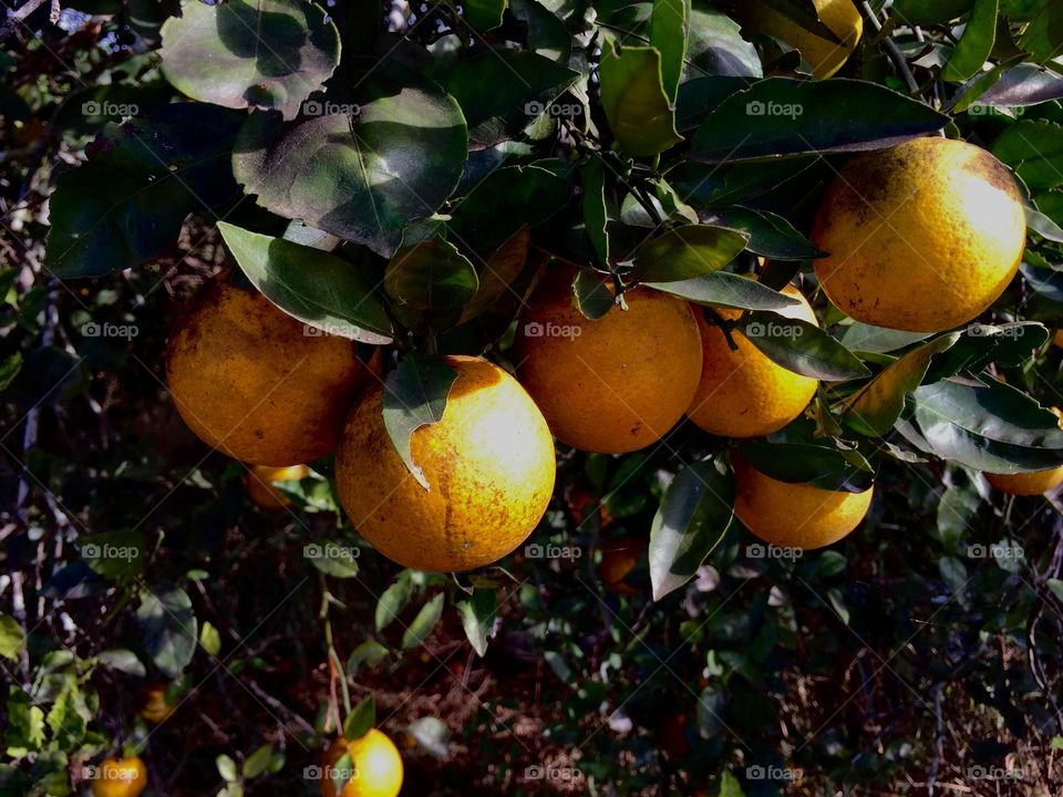 Oranges growing near Frostproof Florida 