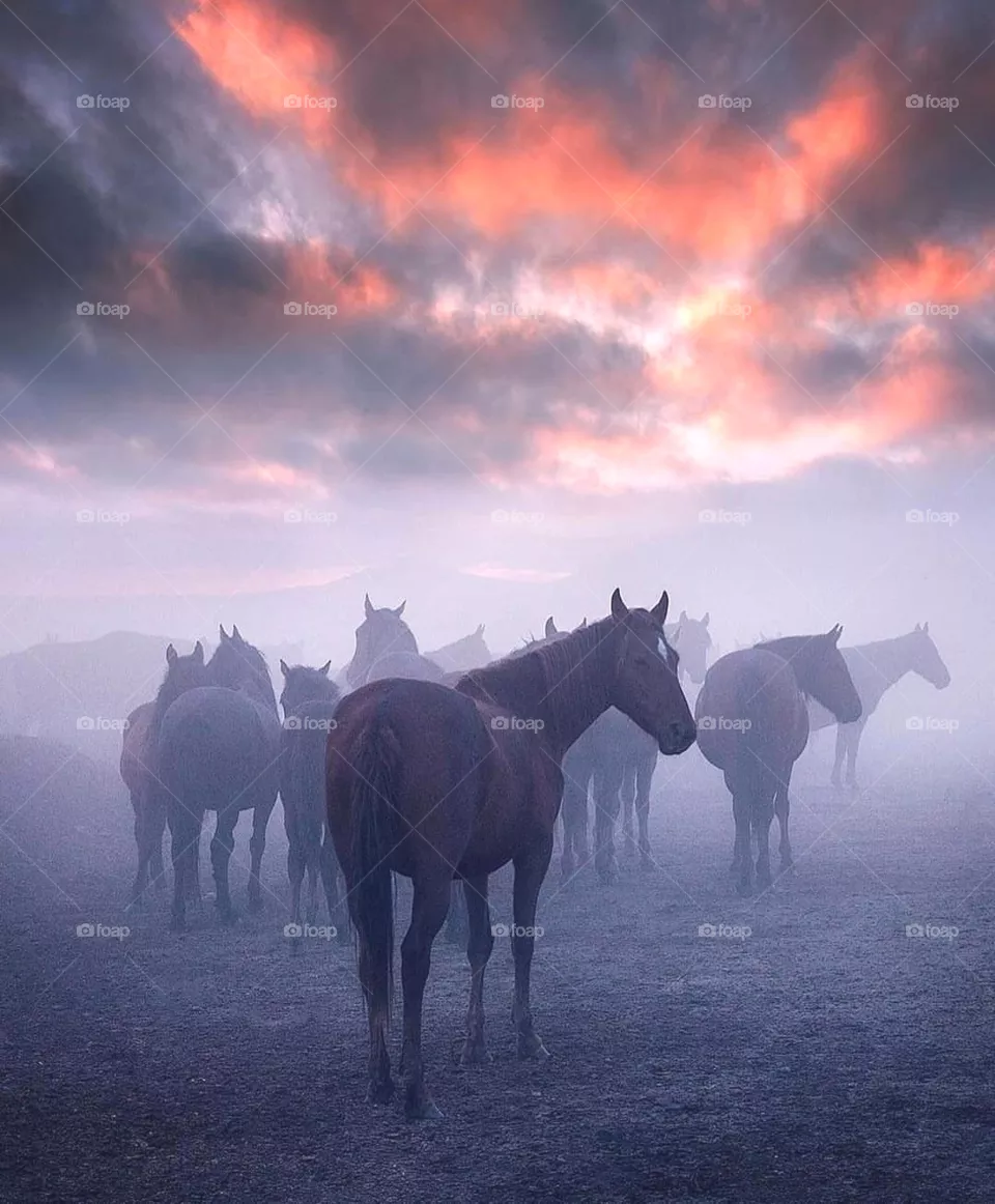 horse love