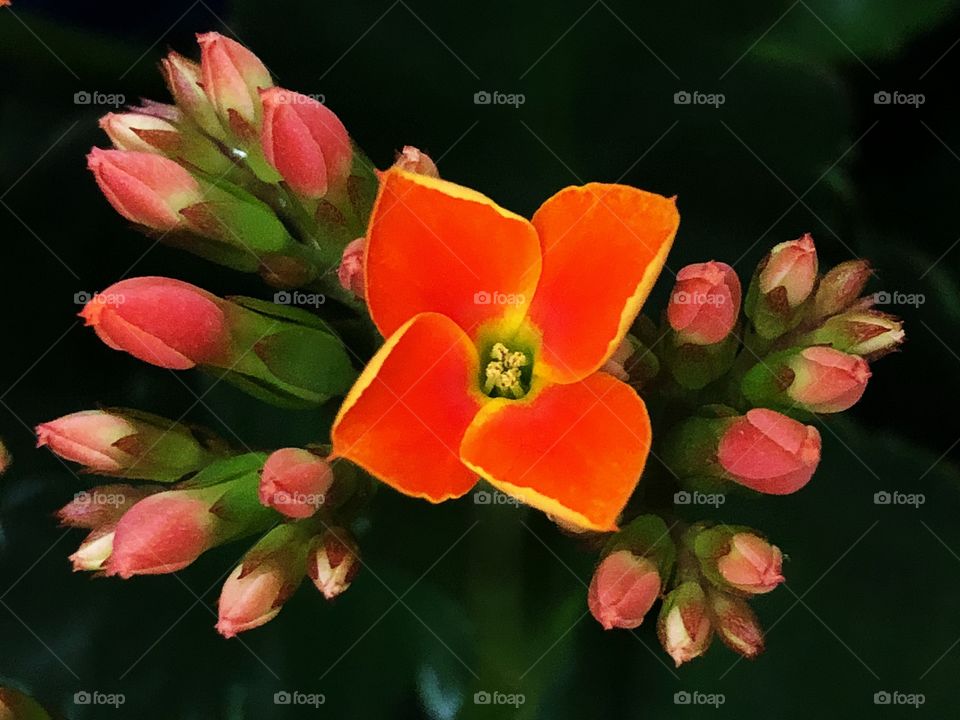 A beautiful and small flower and its buds. Small, cute, delicate, but at the same time, impressive.