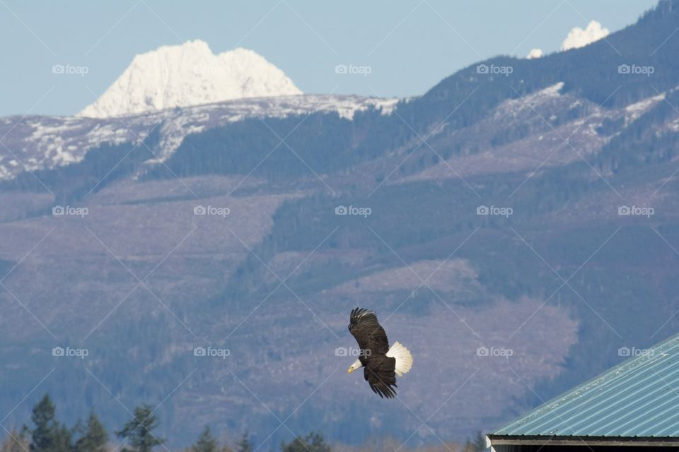 Bald eagle flying over mountains