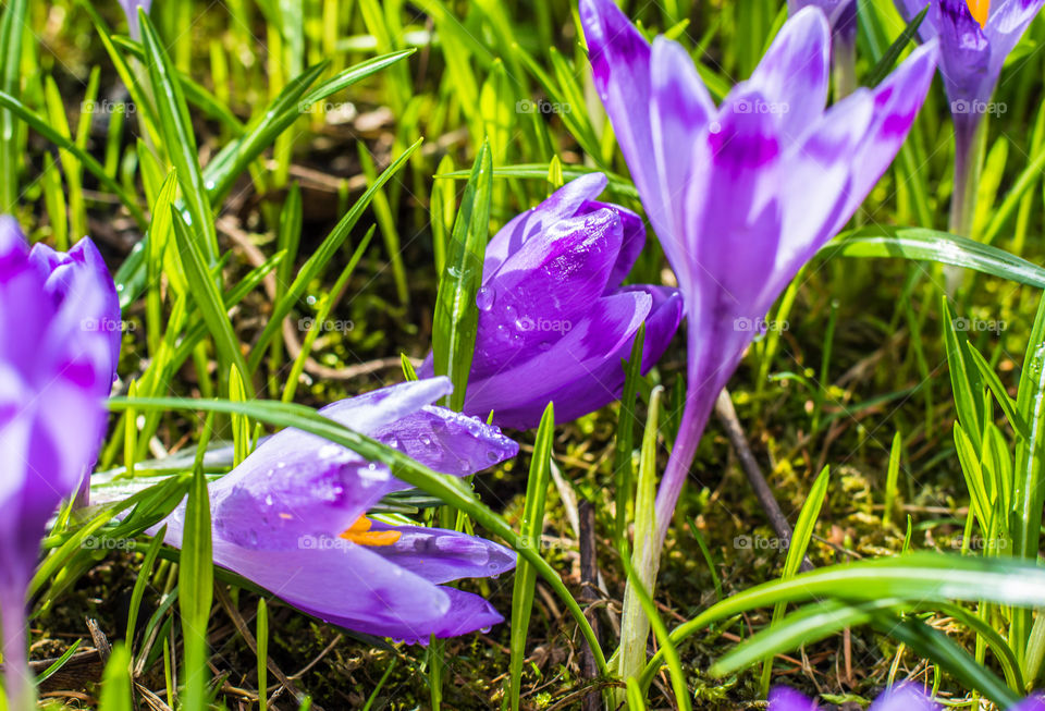 Spring flowers - crocuses