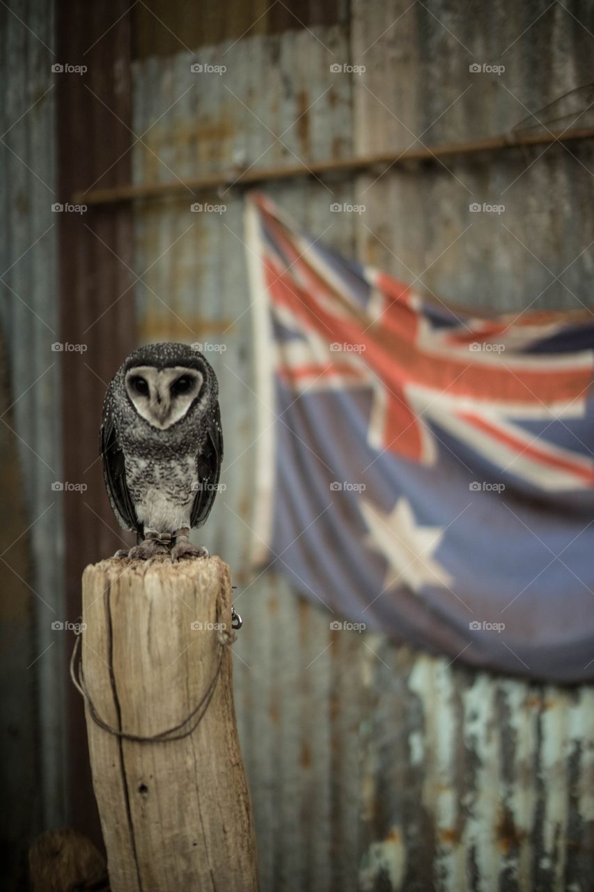 Owl and the Australia flag
