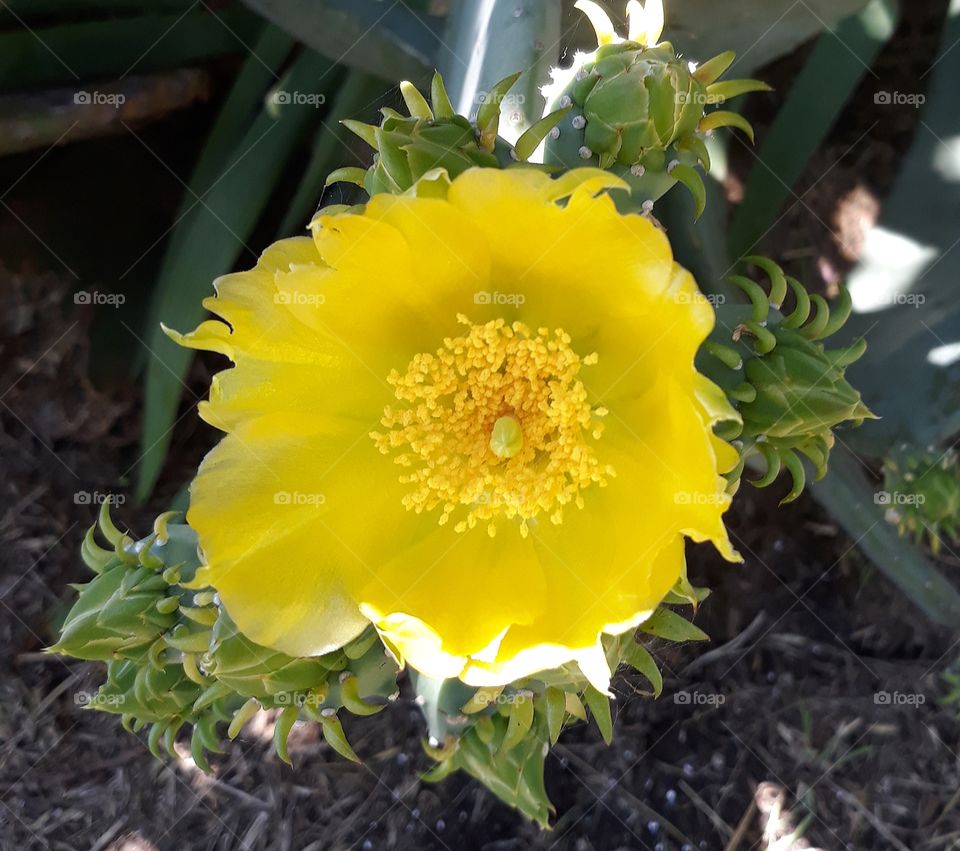 summer cactus flower