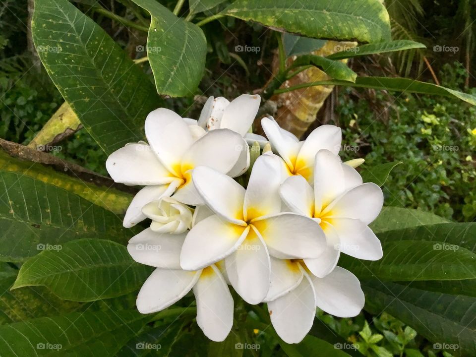 Plumeria - one of the iconic flowers of Hawaii.