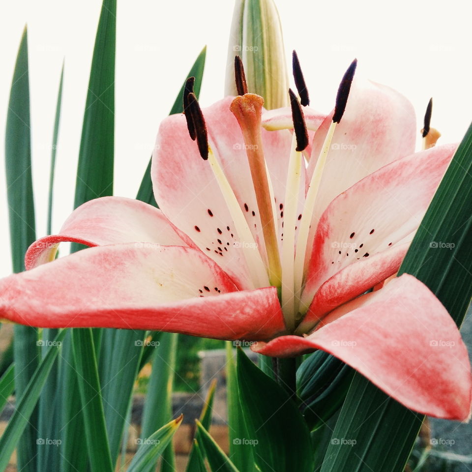 flower. our little spring garden