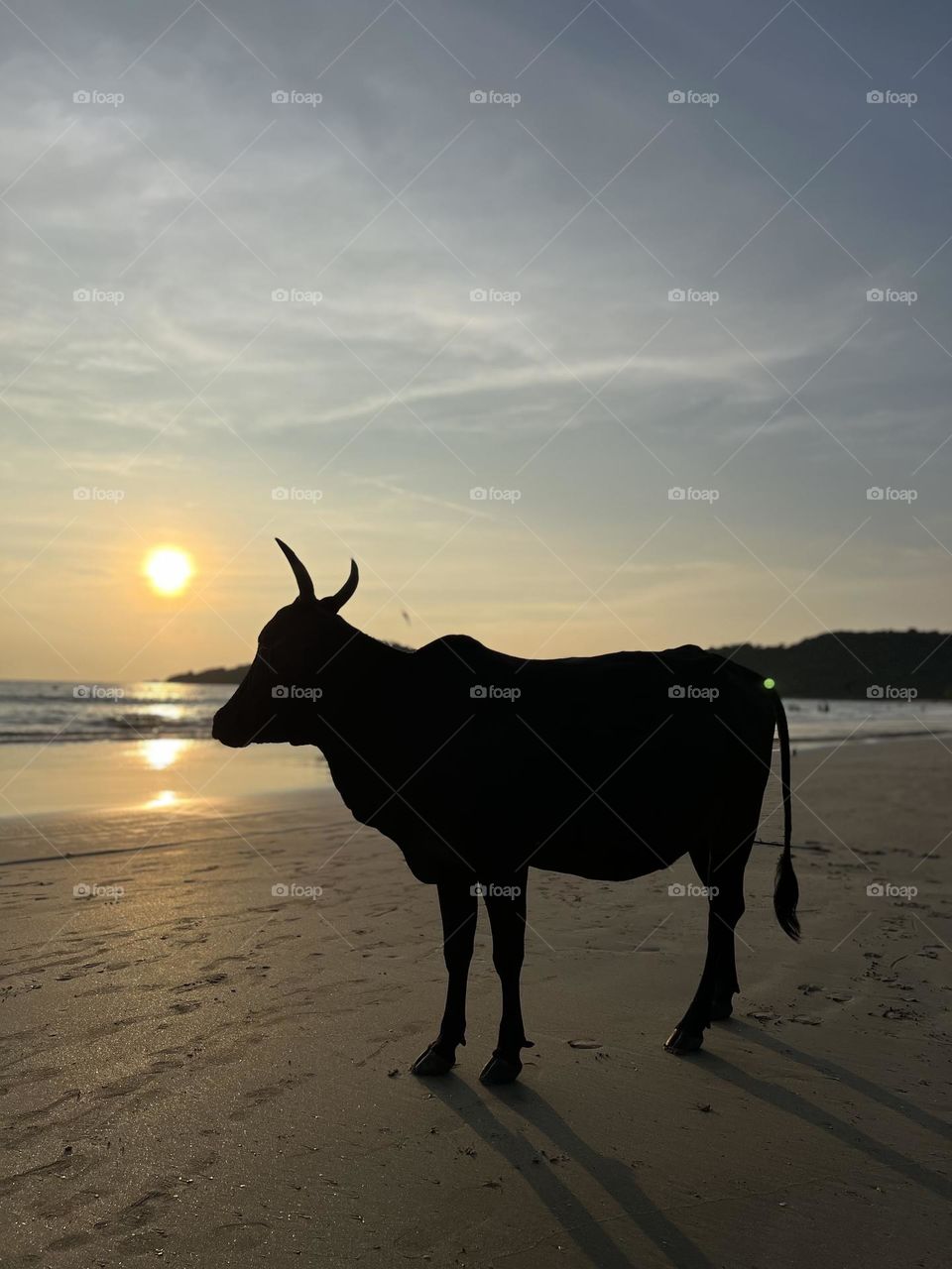 Cow on the beach