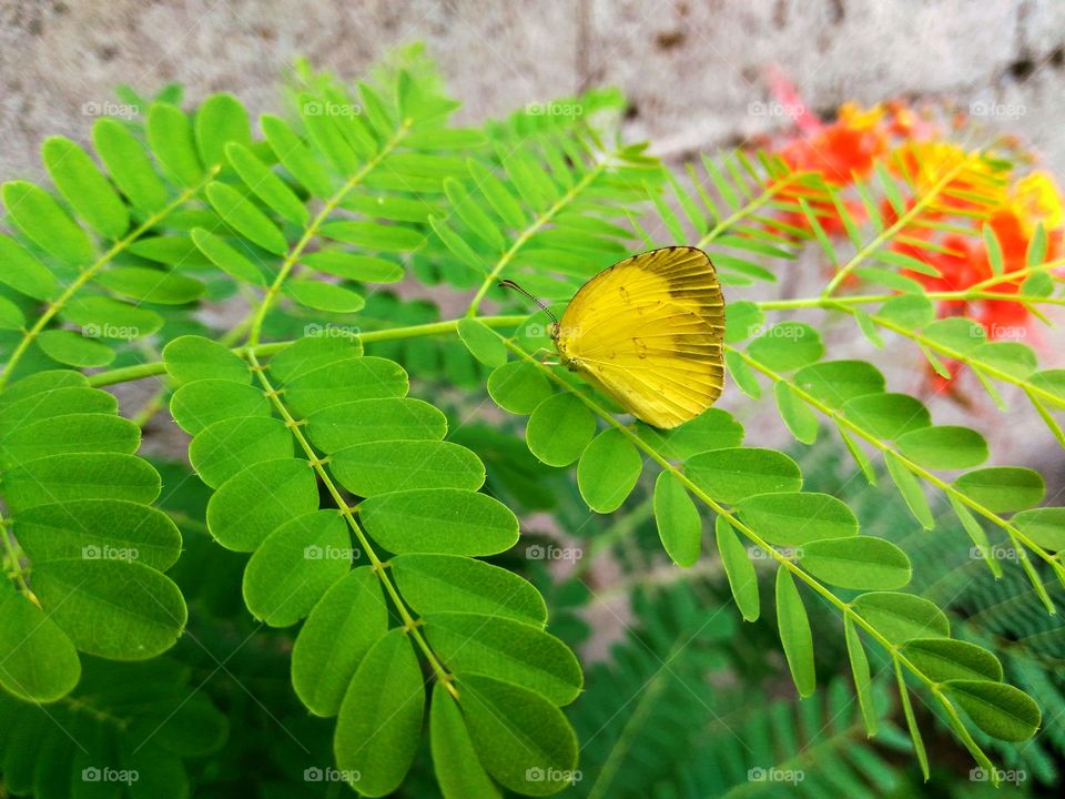 Little yellow garden butterfly