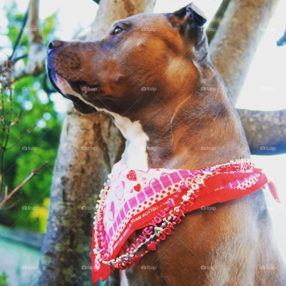 Low angle view of dog