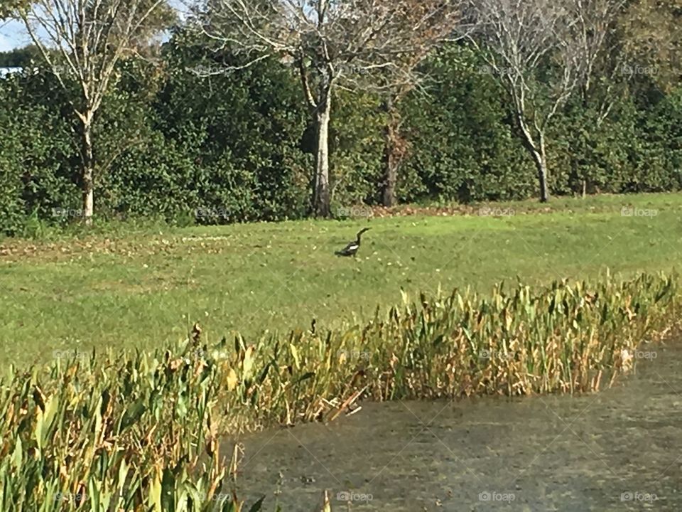 Bird in a field by a pond