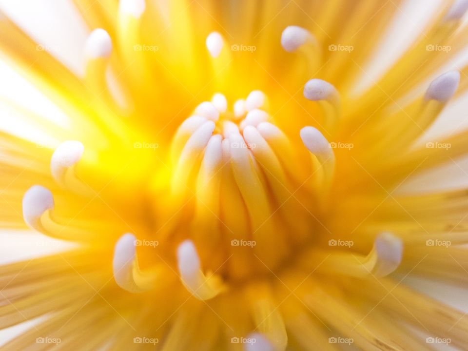 Close-up of yellow flower