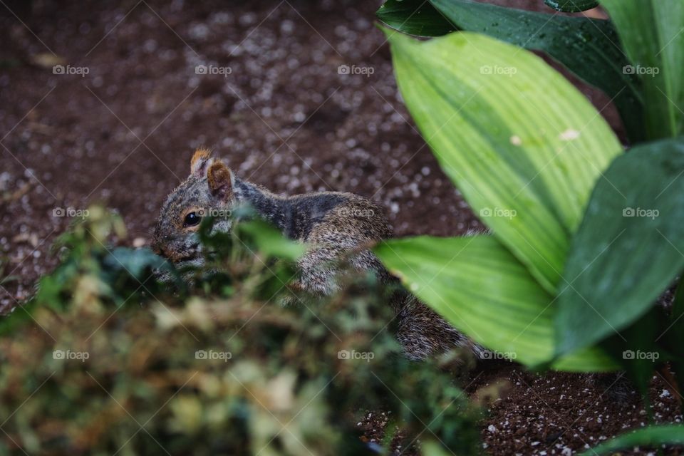 Hidden squirrel
