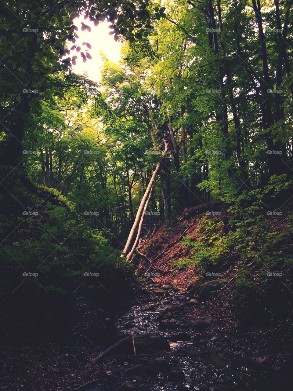 No Person, Wood, Water, Tree, Nature