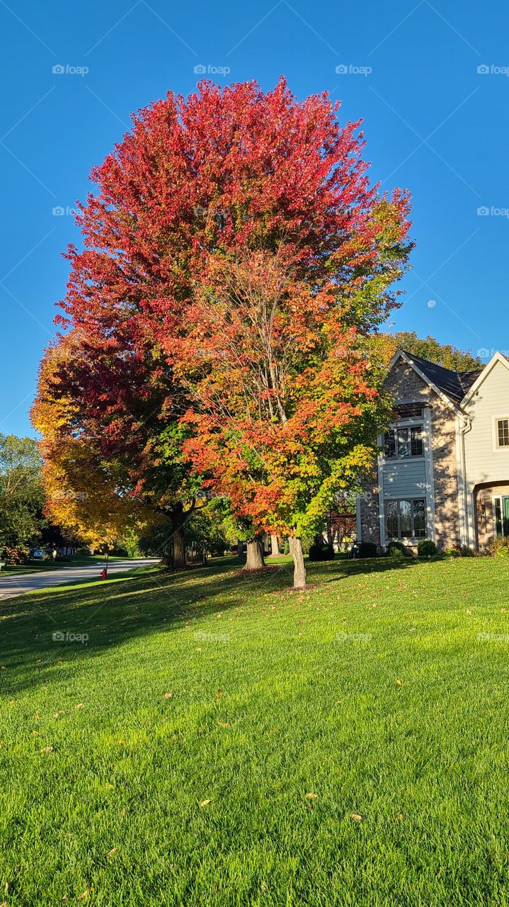 Autumn scenery