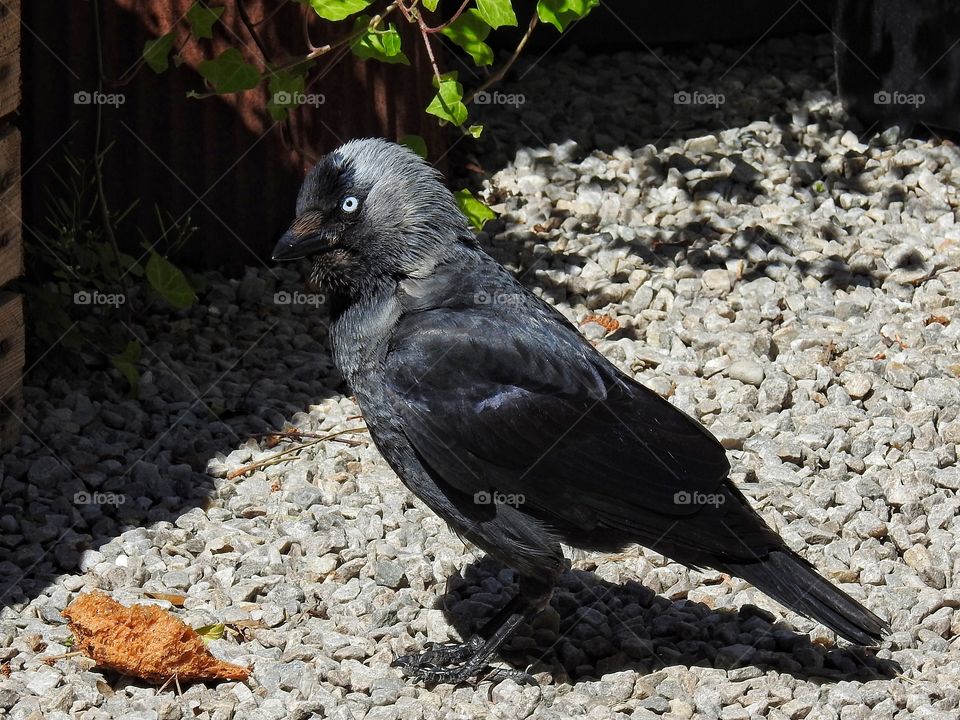 Jackdaw 