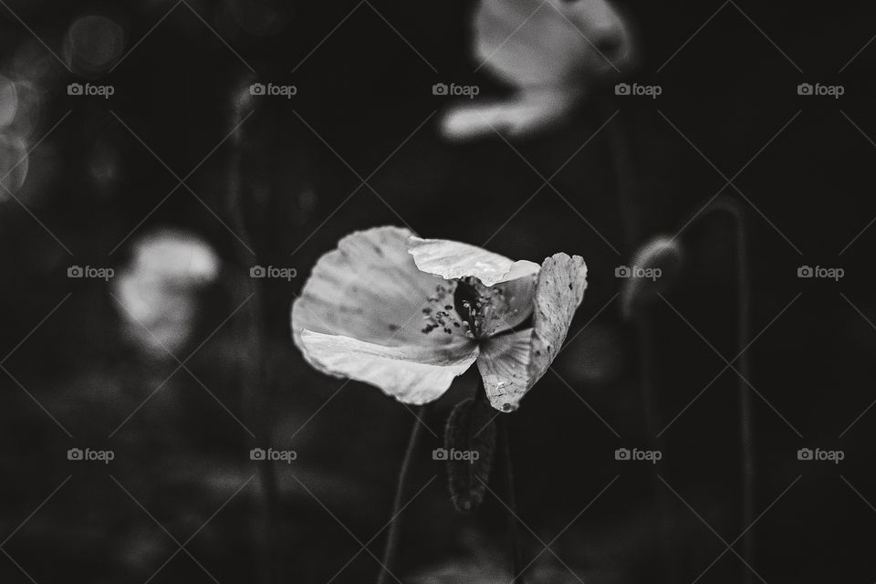 Monochrome, Flower, No Person, Nature, Insect
