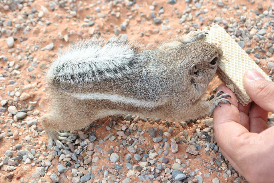 A wild chipmunk in Valley of Fire, Nevada