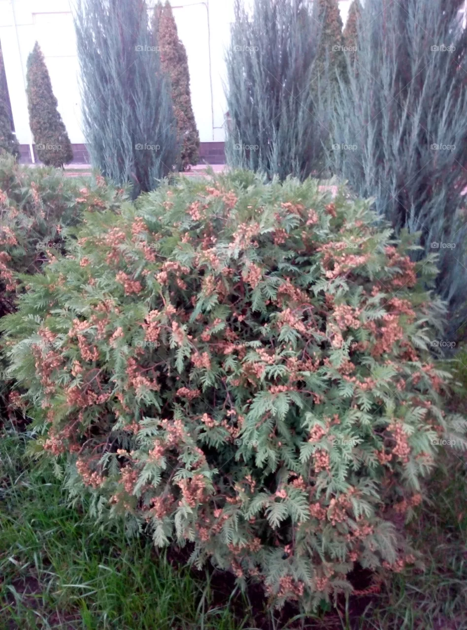 Куст растение